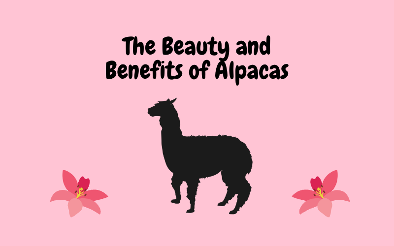 The Beauty and Benefits of Alpacas